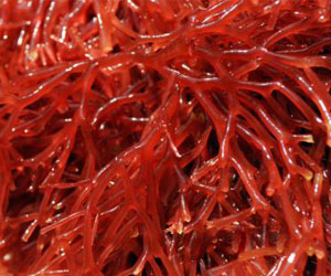 Red algae carrageenan