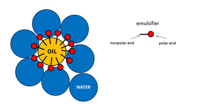 An emulsifier allows water and oil to mix to form an emulsion