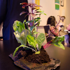 Lettuce centerpiece