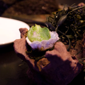 Oyster Leaf