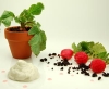Transformation 1- Dried-olive Soil, Goat Cheese Foam, Pickled Radishes