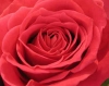 Flavor Pairing Rose flavor pairing