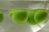 Get Started with Spherification