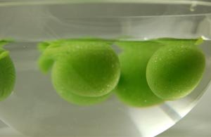 Pea ravioli in bath Pea ravioli in bath