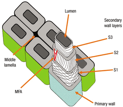 Plan cell wall structure