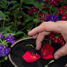 Eneko Atxa Eating from Soil rose-petals-sqr