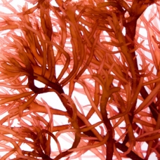 agar-red-algae