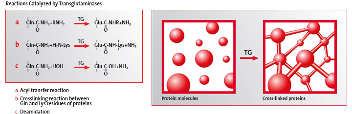 Transglutaminase reactions