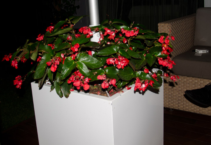 Tasting Begonias from the planter