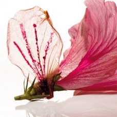 hibiscus-flower-elbulli