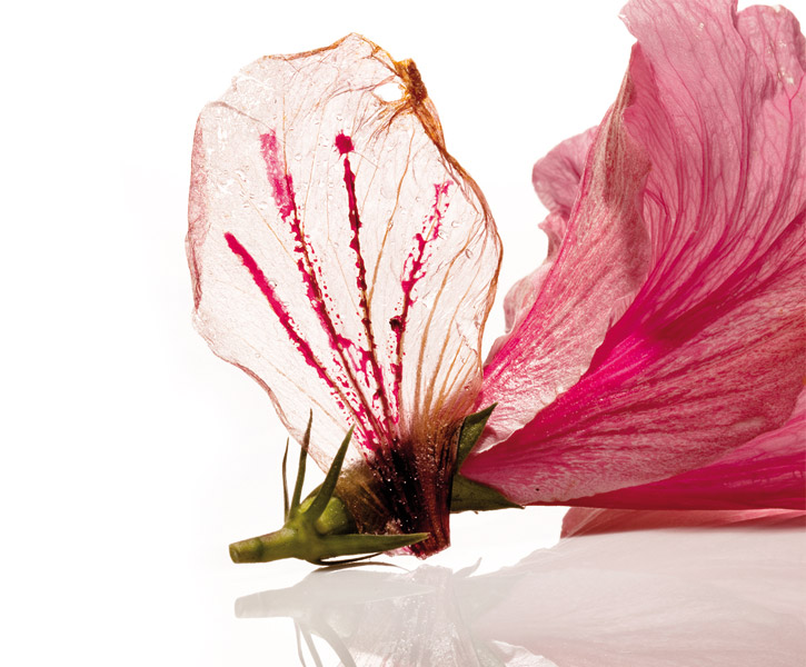 hibiscus-flower-elbulli-725