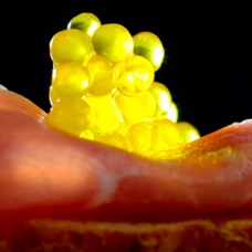 olive-oil-caviar-prosciutto-sqr