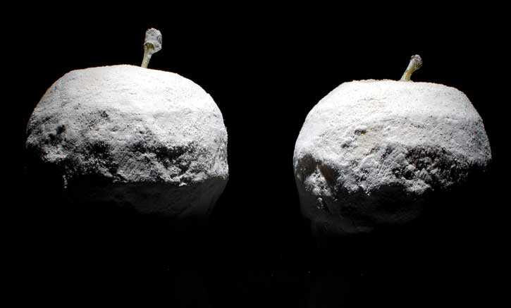 Agalita / Kaolin Recipe Fragant Apples at Mugaritz -whole