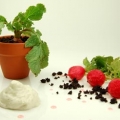 1- Dried-olive Soil, Goat Cheese Foam, Pickled Radishes